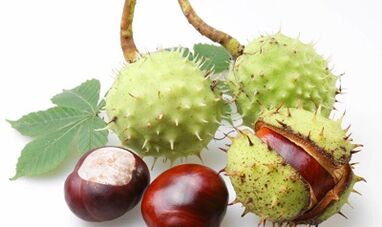 chestnut of horses of the varicose veins of the lower extremities
