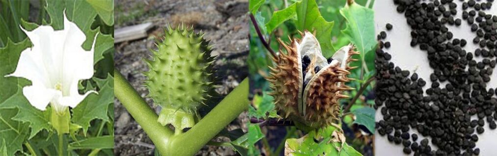 Datura seeds for the treatment of varicose veins at home.