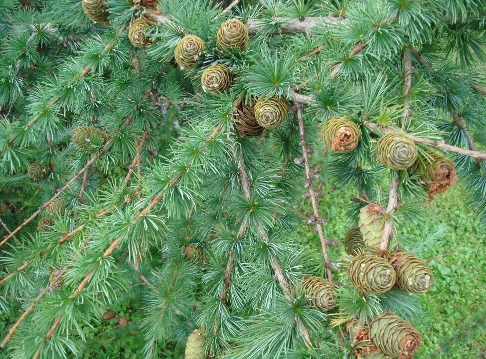 The larch will serve as raw material for the preparation of a medicinal decoction for varicose veins